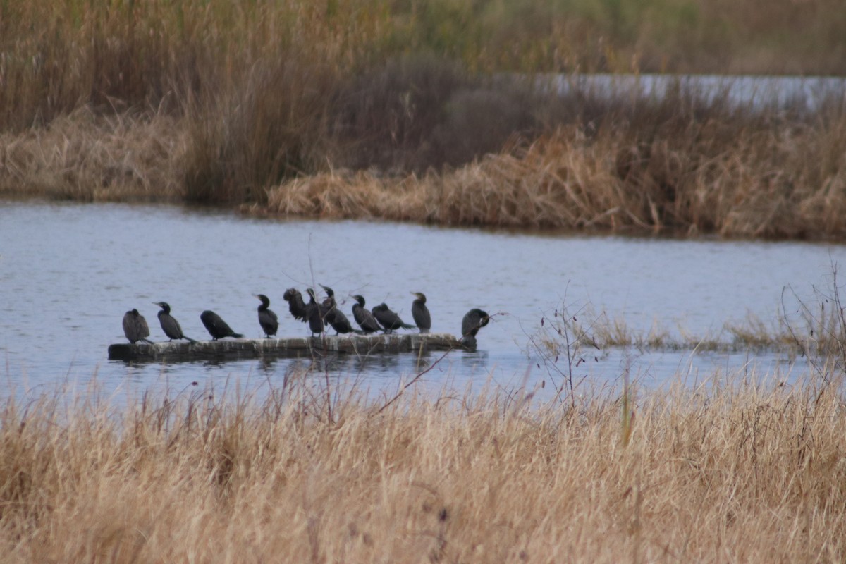 Neotropic Cormorant - ML646559774