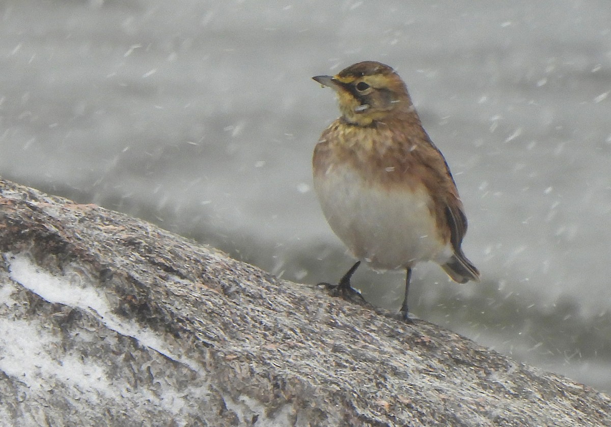 Alouette hausse-col - ML646559775