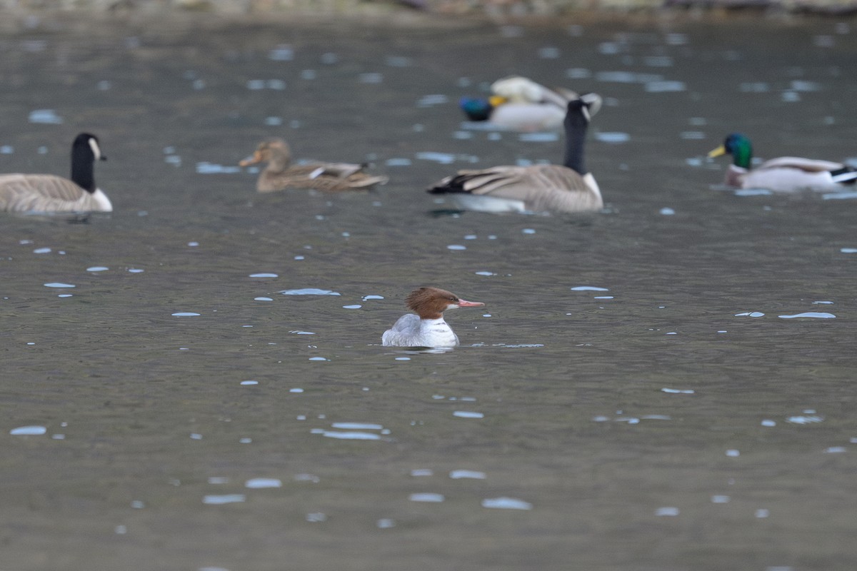 Common Merganser (North American) - ML646559777