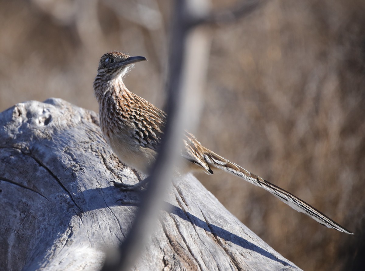 Greater Roadrunner - ML646559778