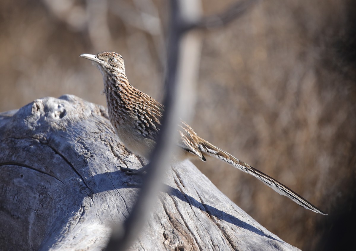 Greater Roadrunner - ML646559779