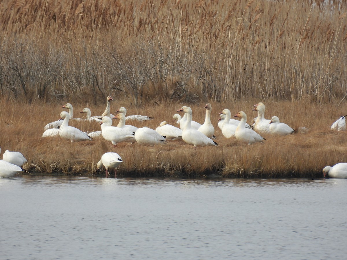 Snow Goose - ML646559780