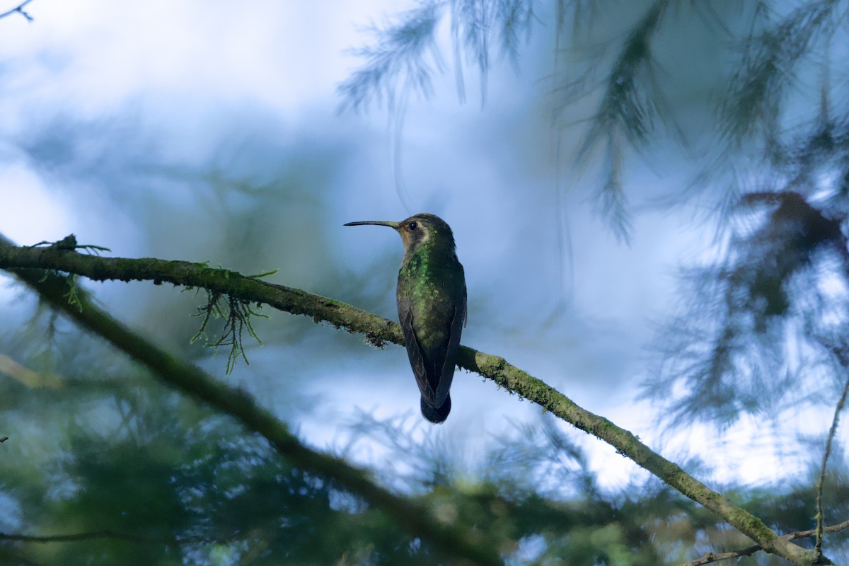 Amethyst-throated Mountain-gem - ML646559781