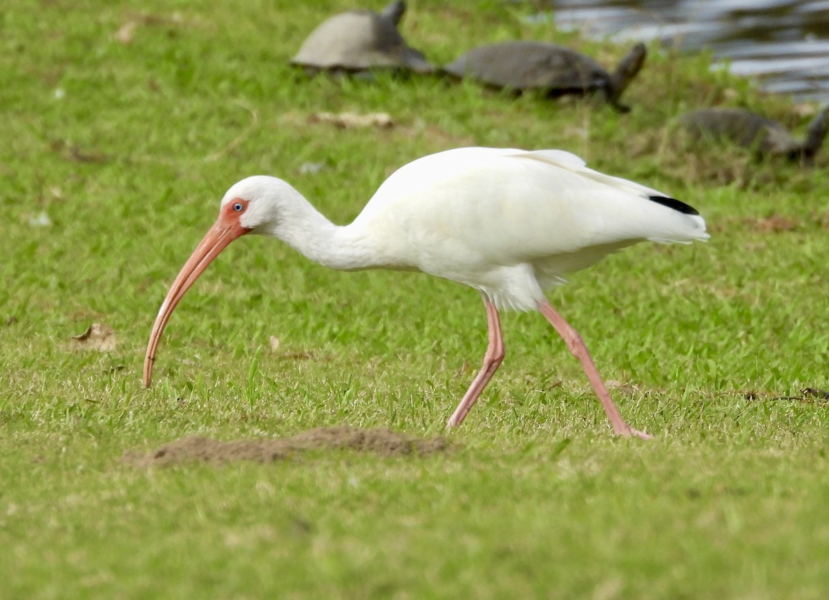 White Ibis - ML646559782