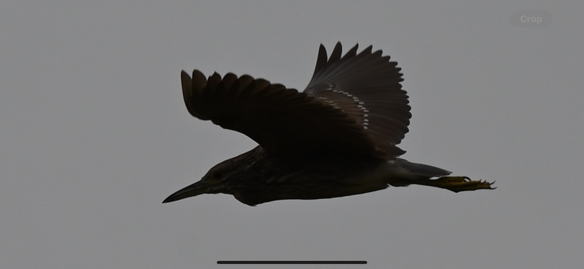 Black-crowned Night Heron - ML646559783