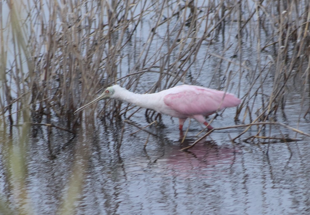Roseate Spoonbill - ML646559784