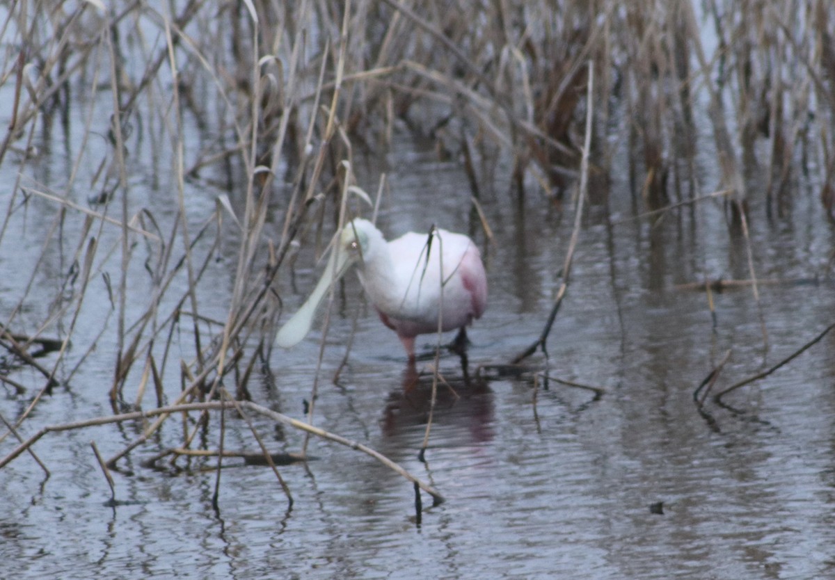 Roseate Spoonbill - ML646559785
