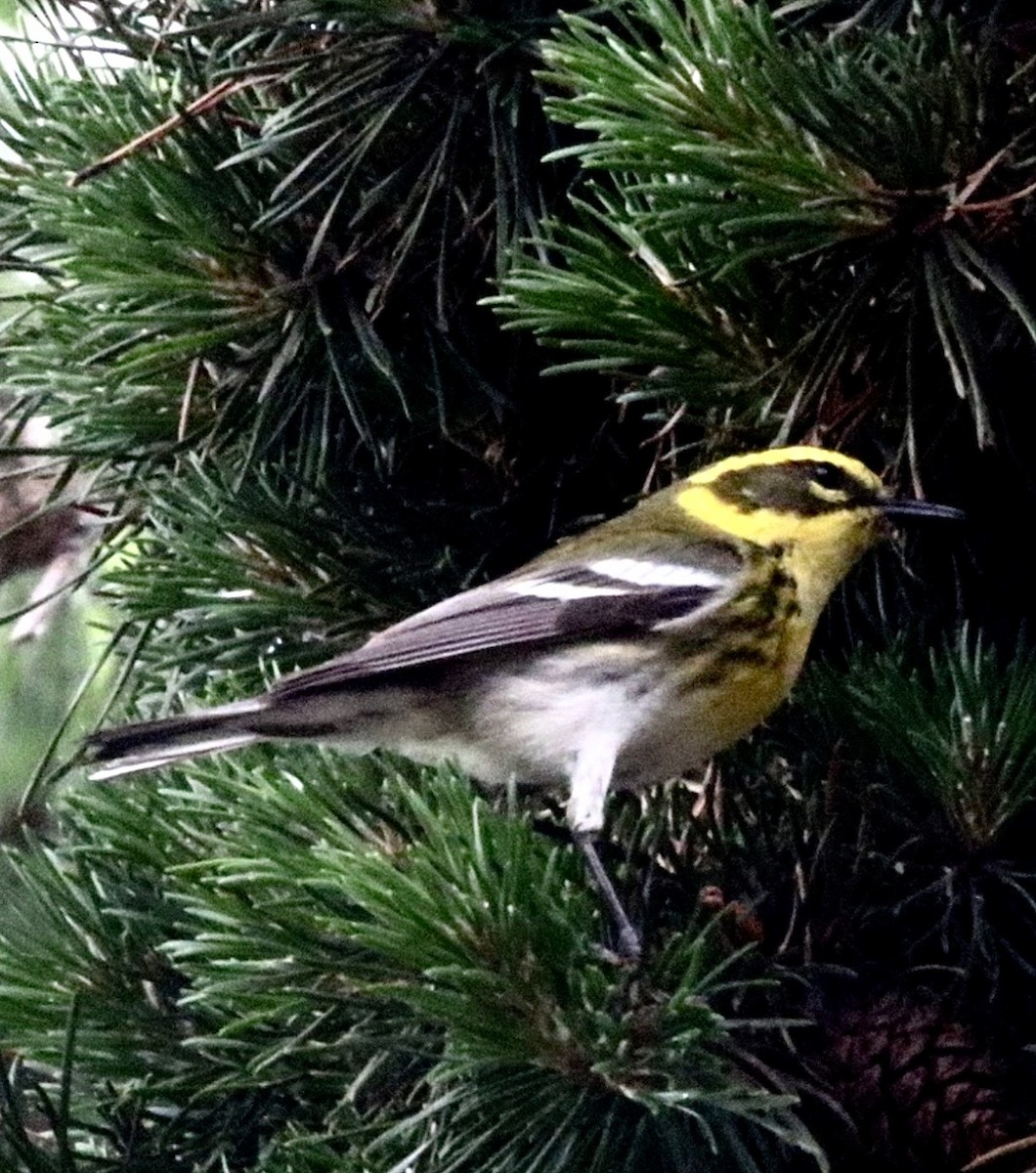 Townsend's Warbler - ML646559786