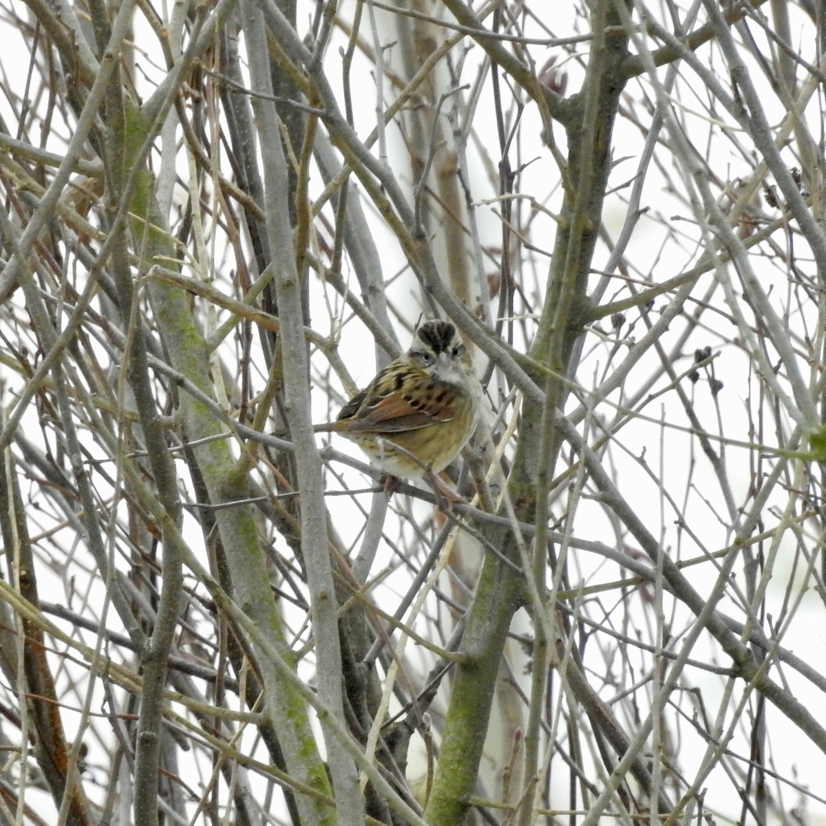 Swamp Sparrow - ML646559788