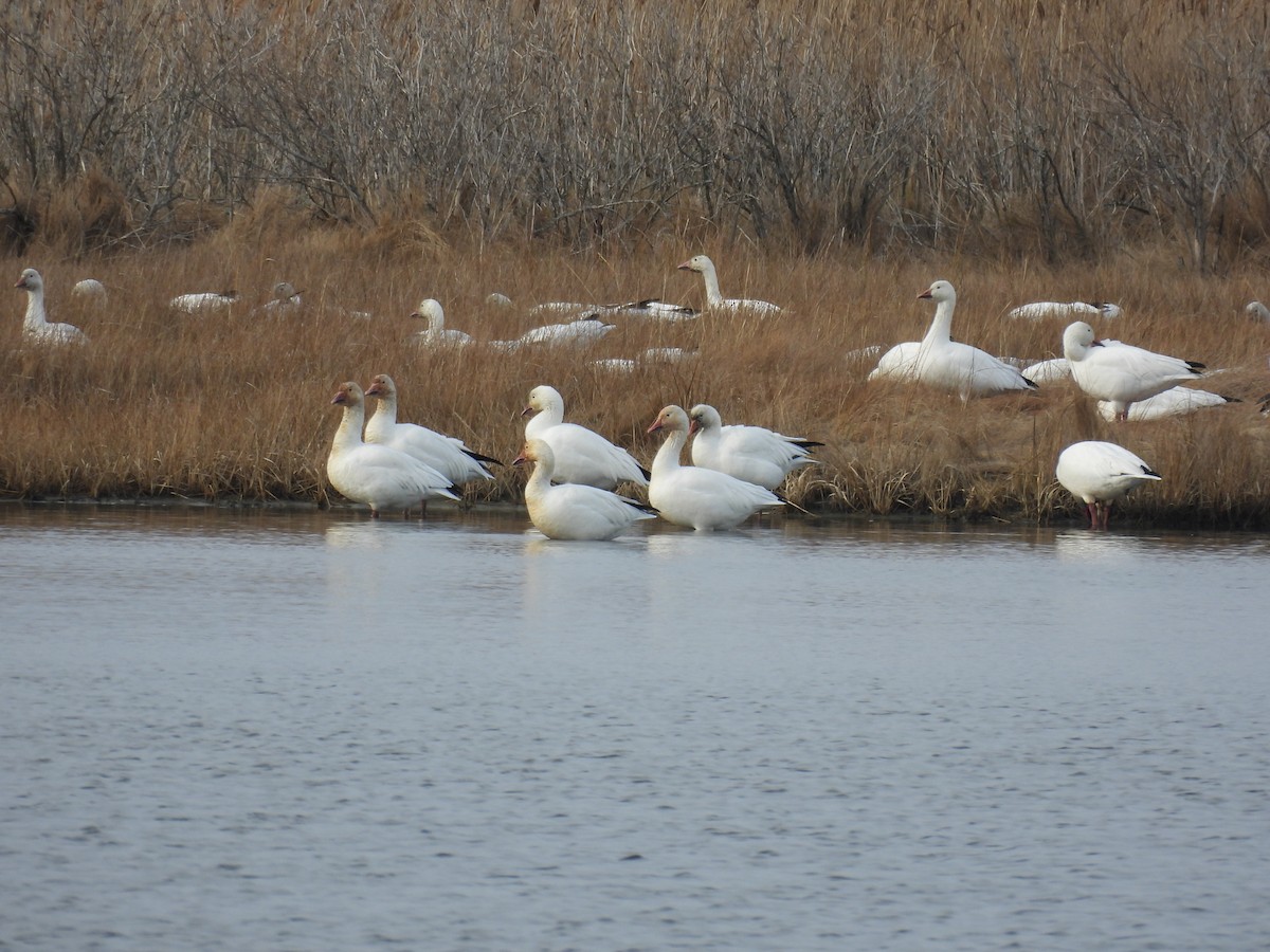 Snow Goose - ML646559791