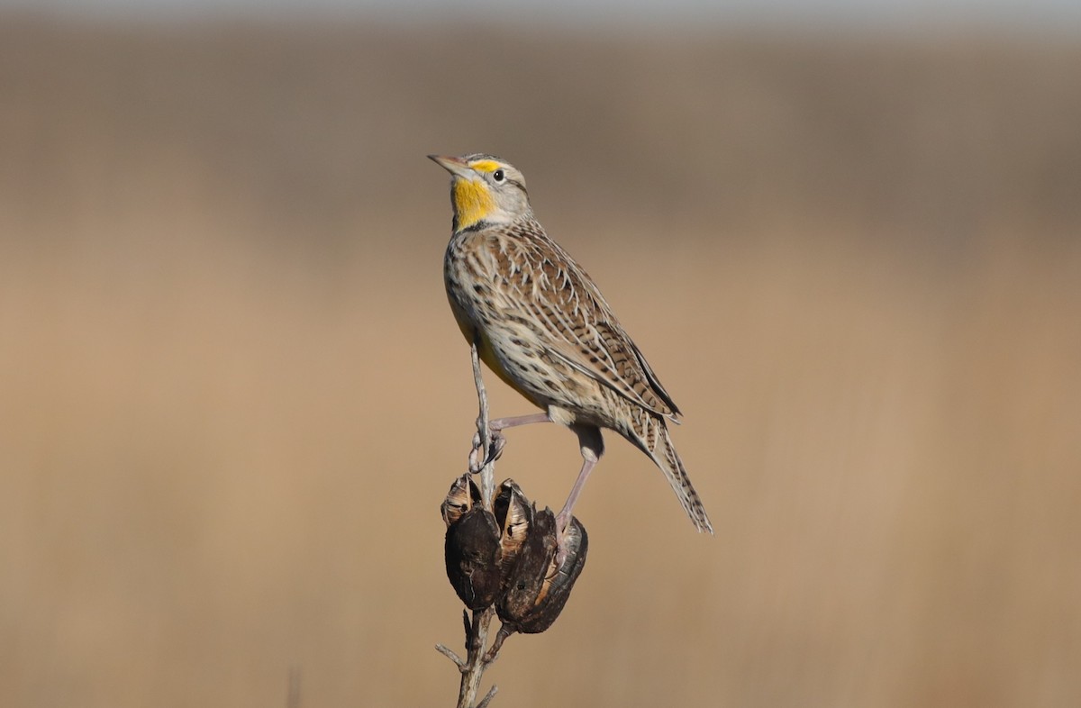 Western Meadowlark - ML646559796