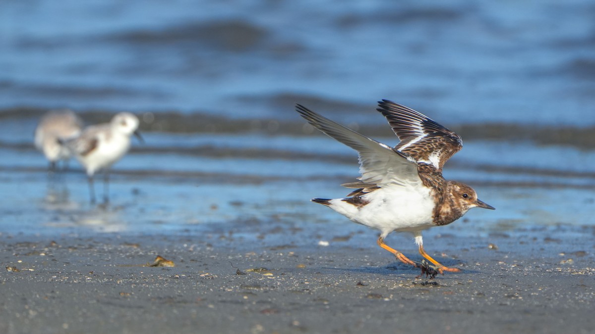 Ruddy Turnstone - ML646559803