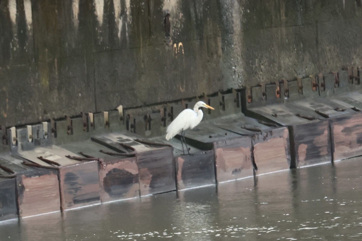 Great Egret - ML646559804