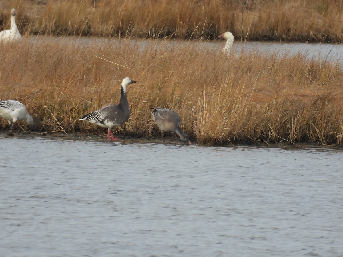 Snow Goose - ML646559806