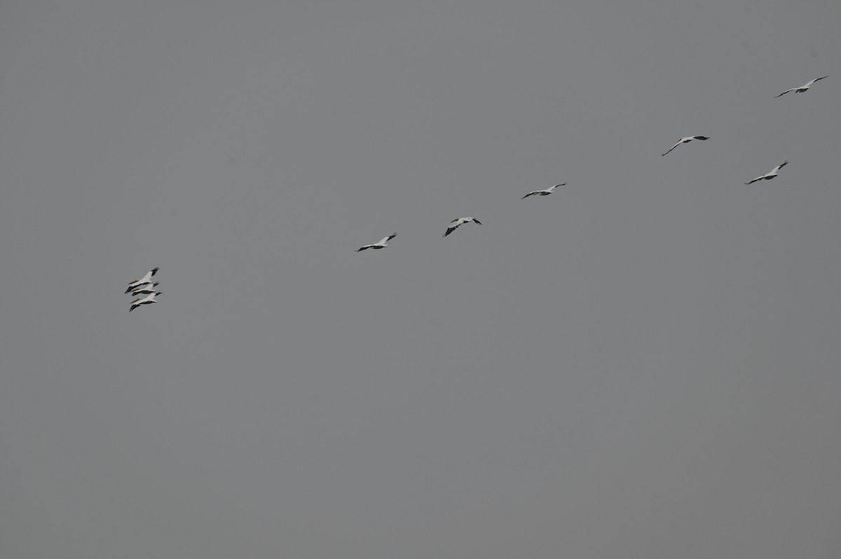 American White Pelican - ML646559807