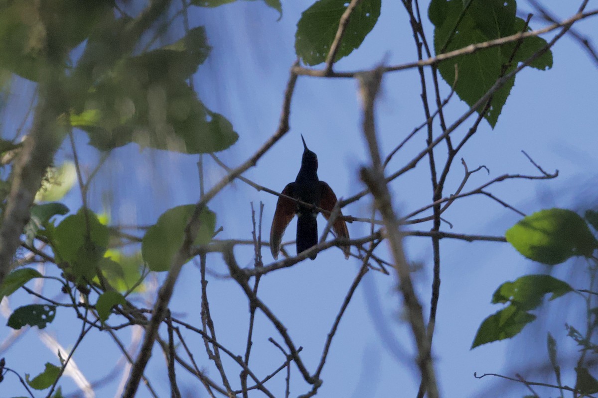 Garnet-throated Hummingbird - ML646559812