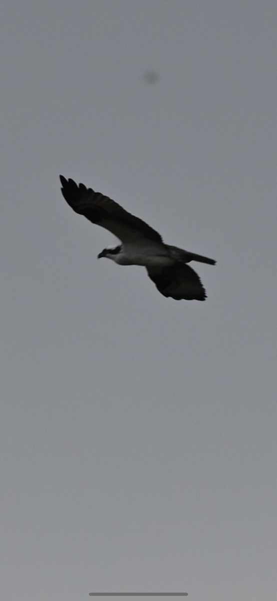 Osprey - ML646559814