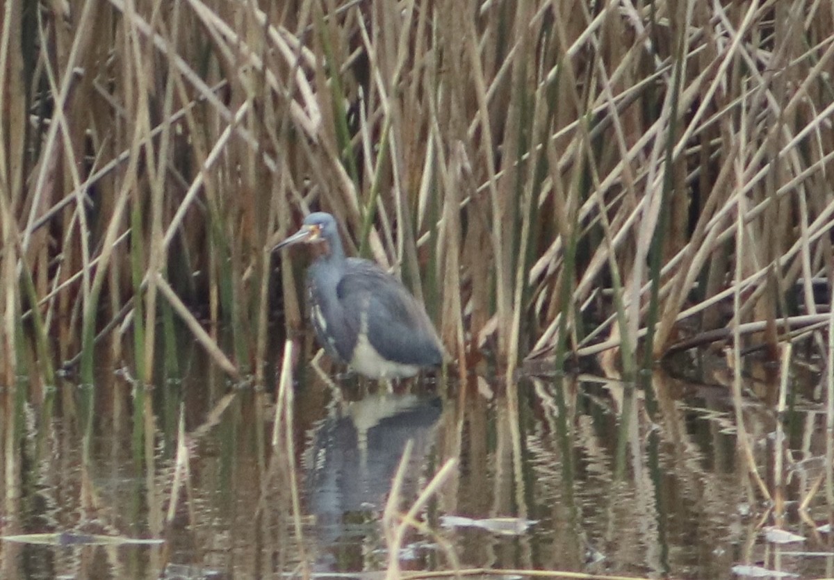 Tricolored Heron - ML646559817