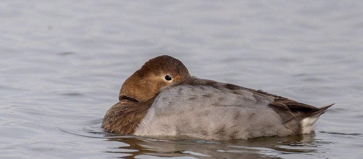 Canvasback - ML646559818