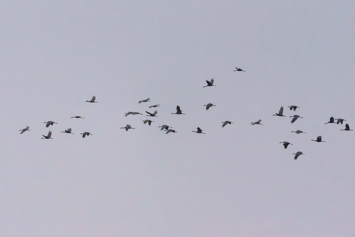 Sandhill Crane - ML646559821