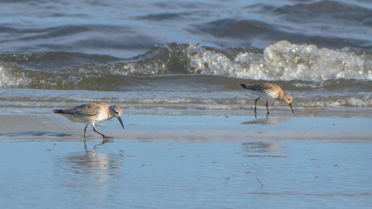 Txirri lodia - ML646559824