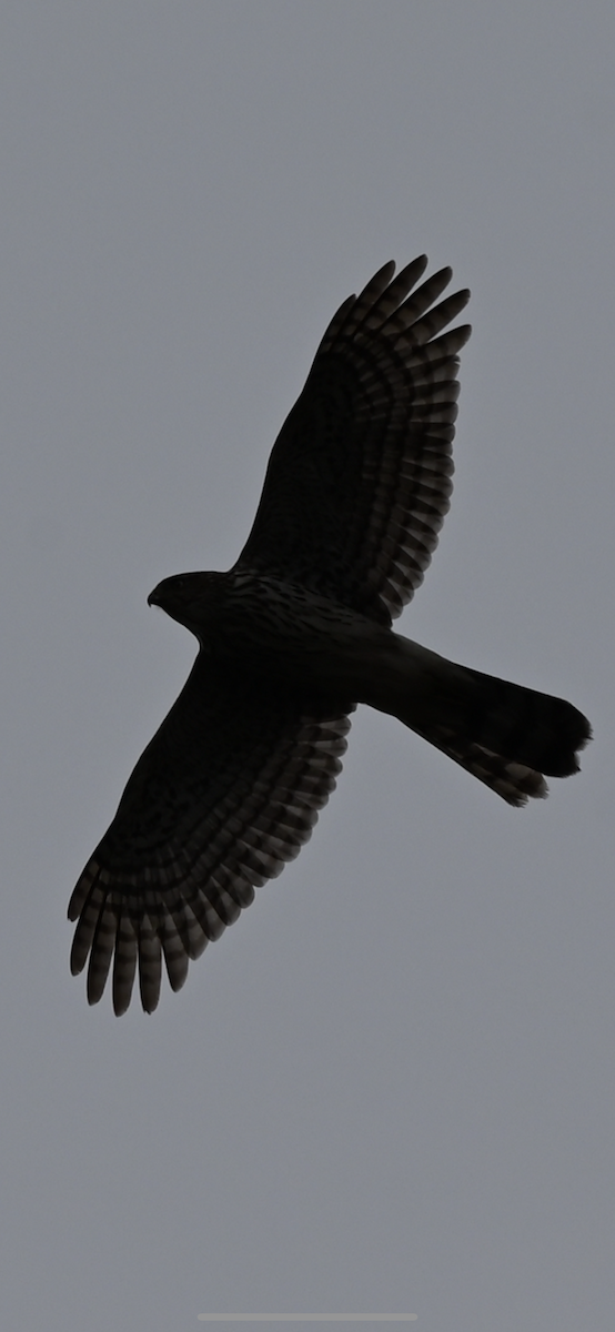 Яструб чорноголовий - ML646559826