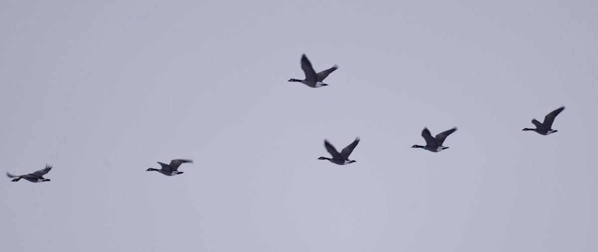 カナダガン - ML646559828