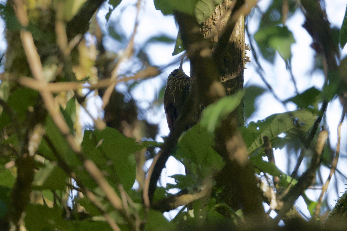 Spot-crowned Woodcreeper (Northern) - ML646559829
