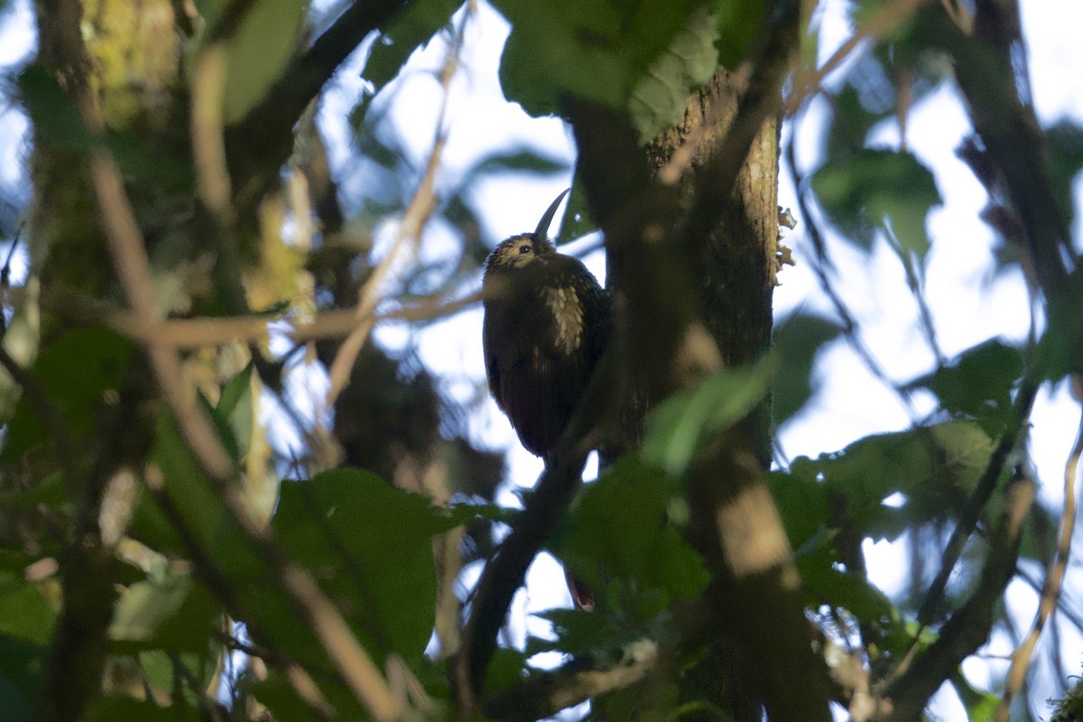 Spot-crowned Woodcreeper (Northern) - ML646559830