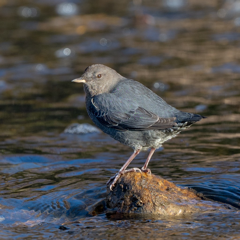 Ur-zozo iparramerikarra - ML646559831