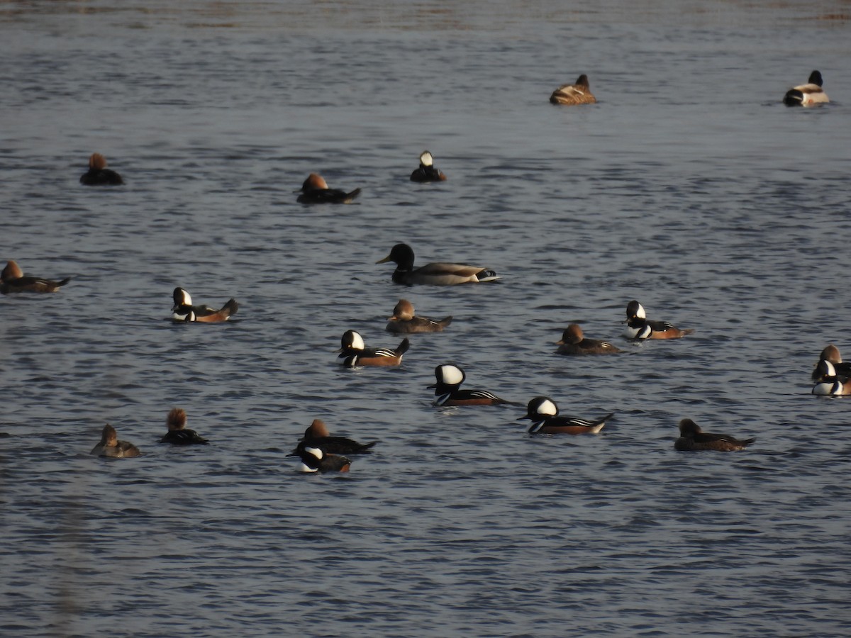Hooded Merganser - ML646559832