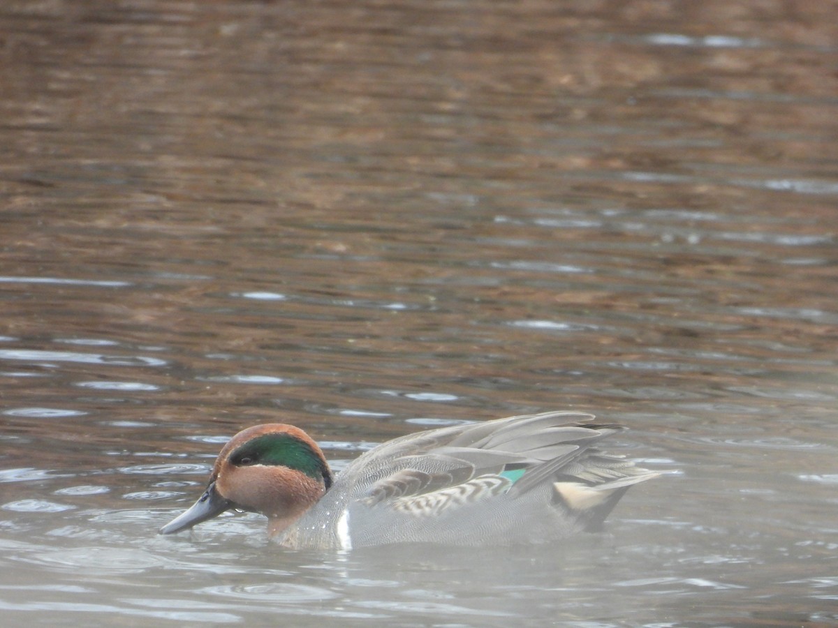 Green-winged Teal - ML646559833