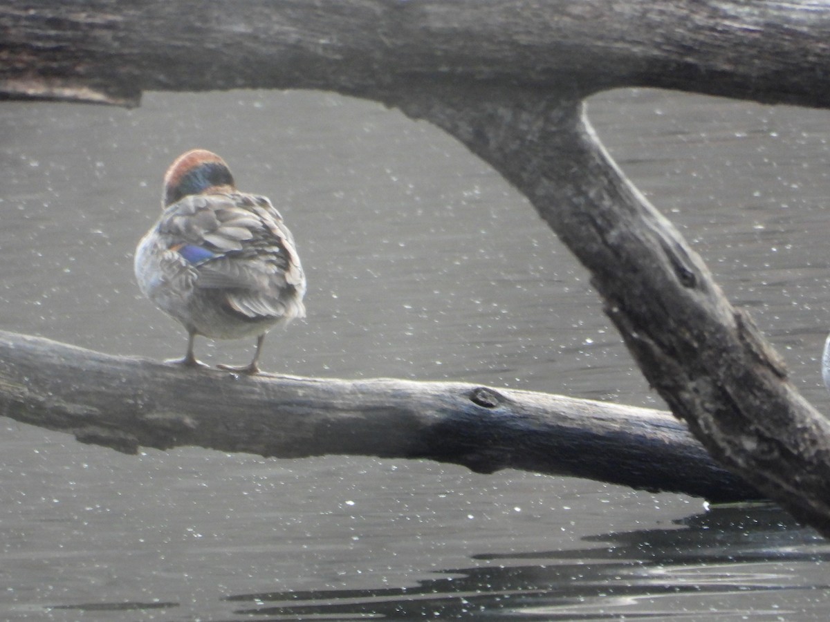 Green-winged Teal - ML646559834