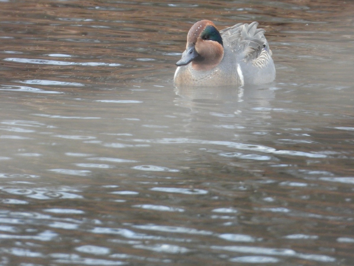 Green-winged Teal - ML646559835