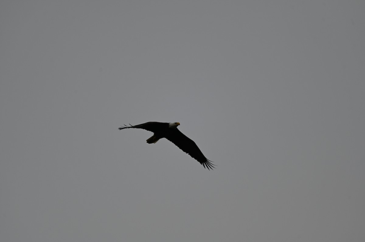 Bald Eagle - ML646559836