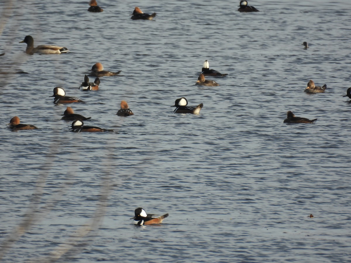 Hooded Merganser - ML646559837