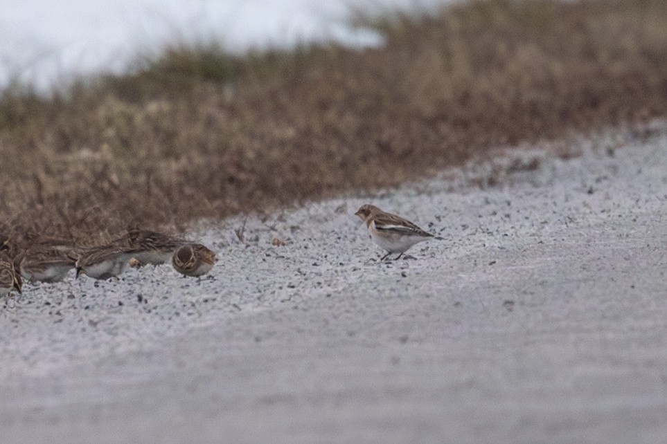 Snow Bunting - ML646559838