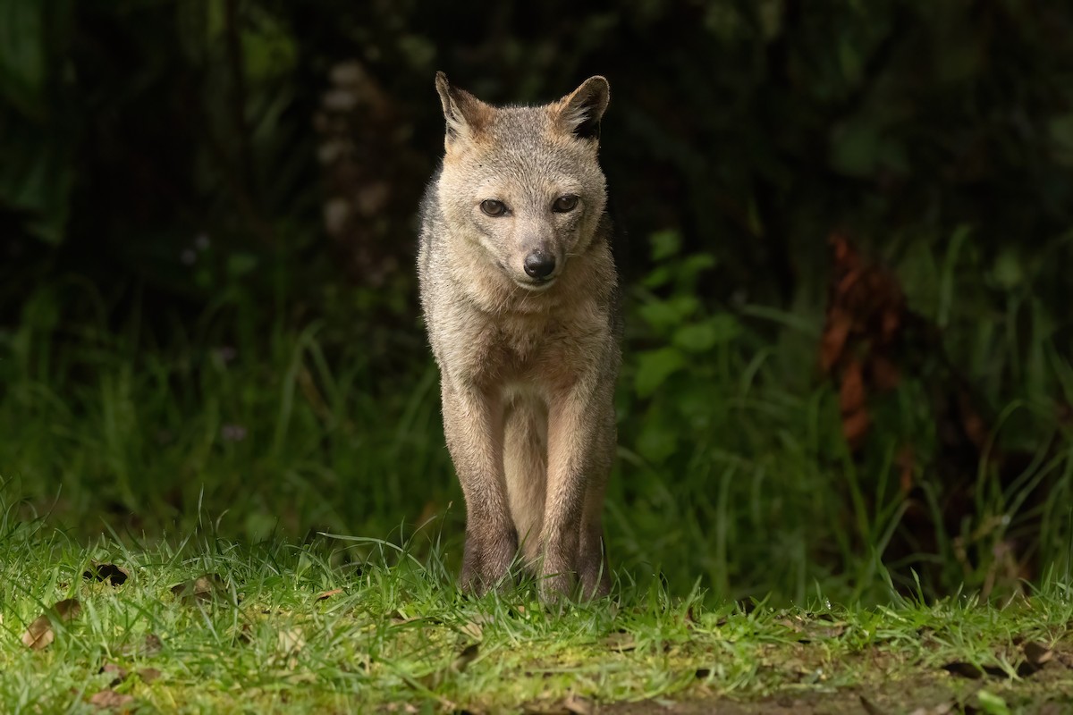 Animals - ML646559839