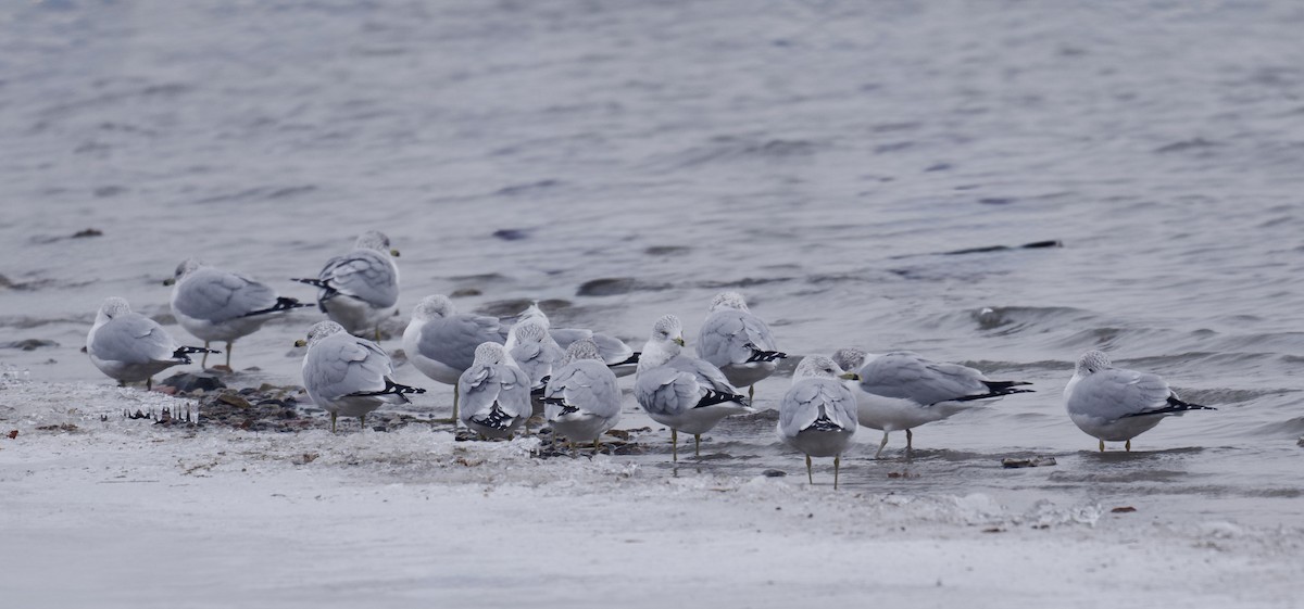 クロワカモメ - ML646559841