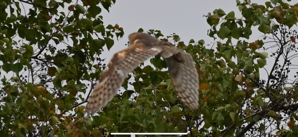 American Barn Owl - ML646559843