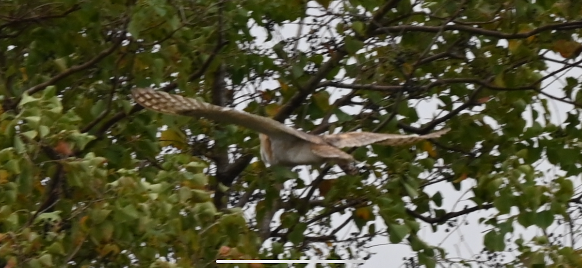 American Barn Owl - ML646559844