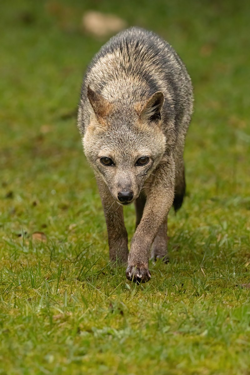 Animals - ML646559845