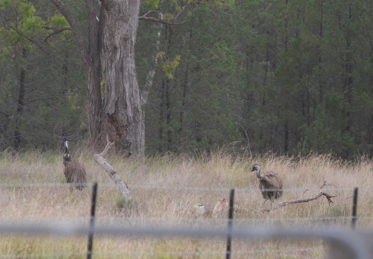 Émeu d'Australie - ML646559847