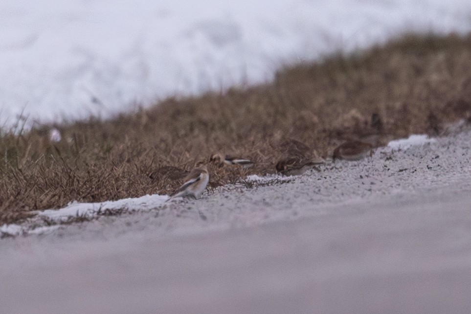 Snow Bunting - ML646559849
