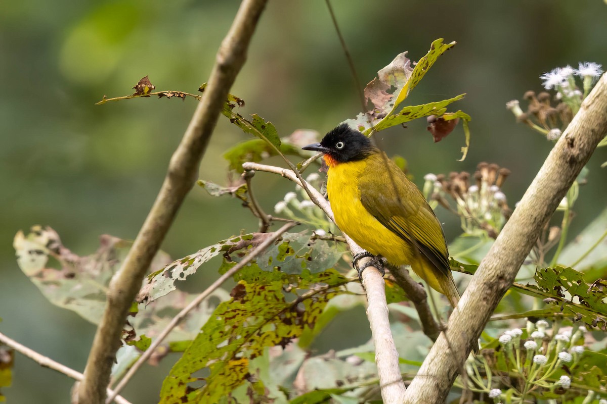 Flame-throated Bulbul - ML646559853
