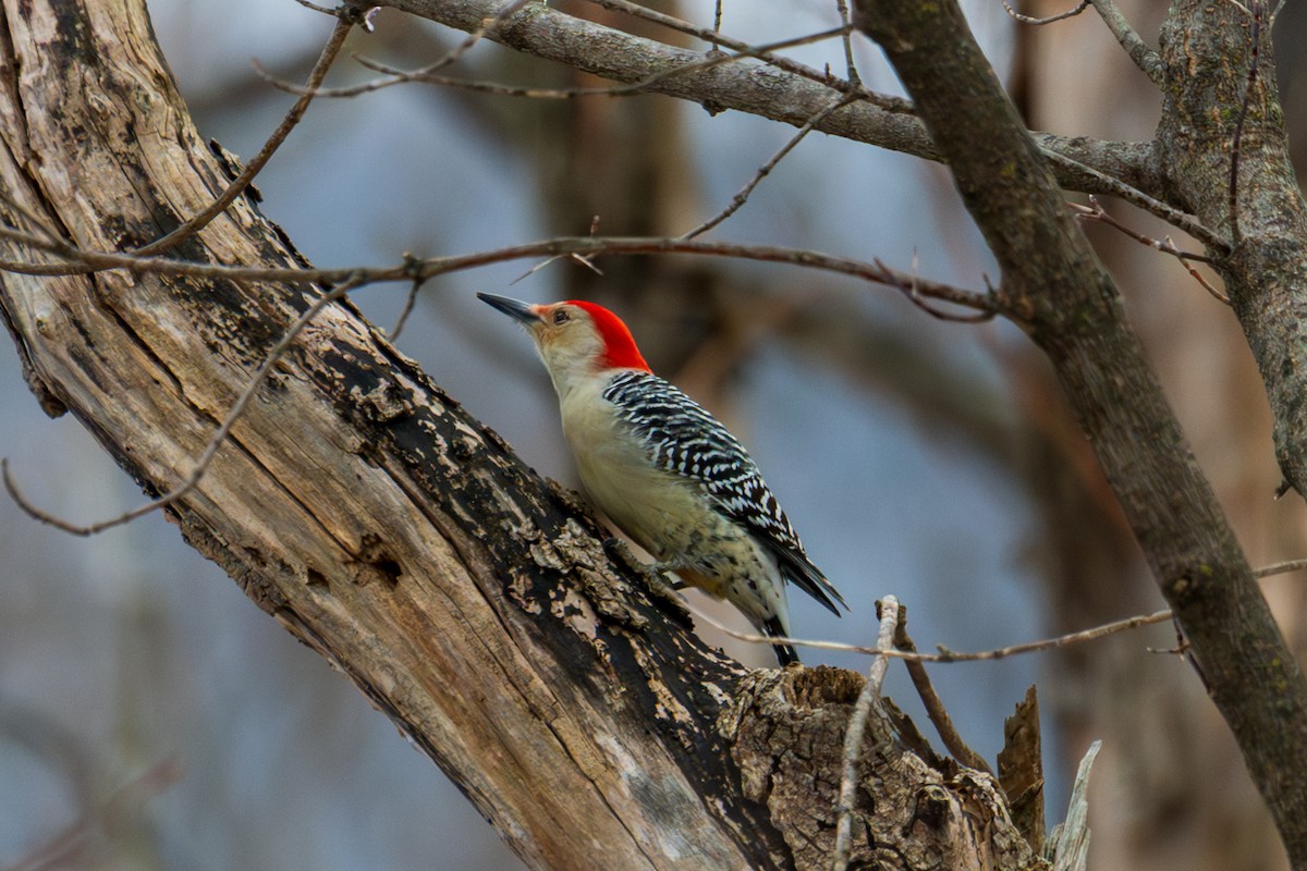 Гіла каролінська - ML646559855