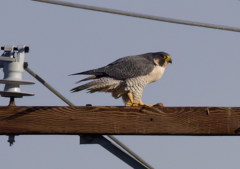 Эгэл шонхор - ML646559856