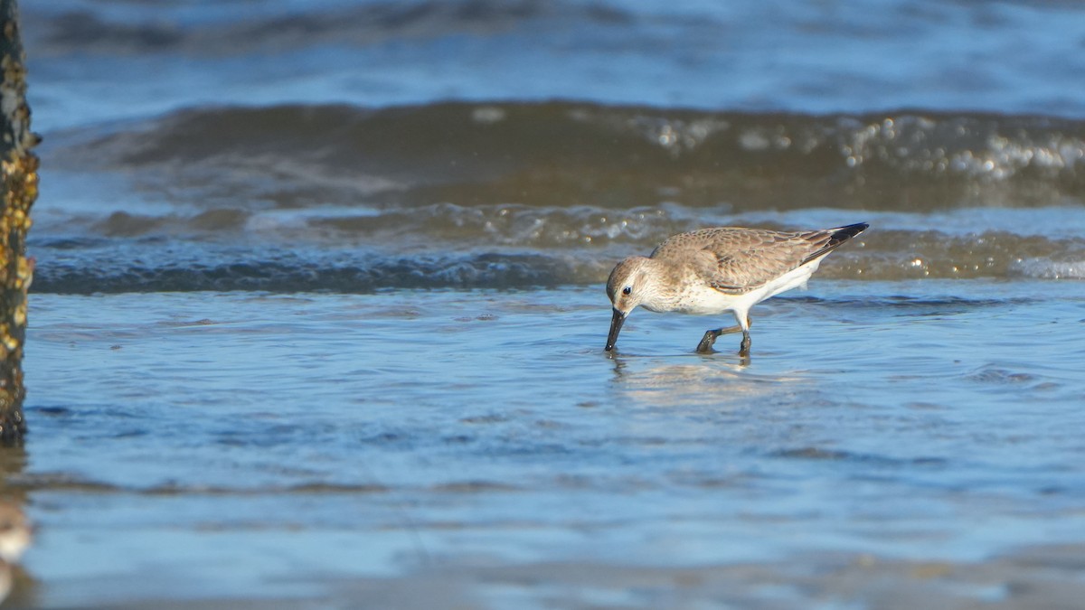 Txirri lodia - ML646559857