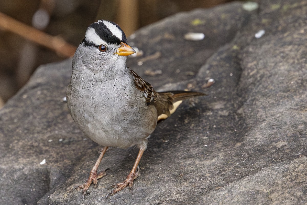 Chingolo Coroniblanco - ML646559858