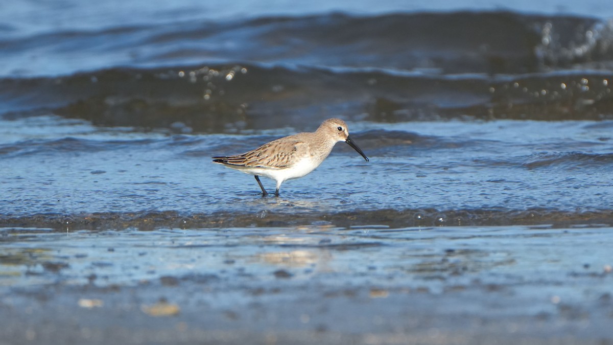 Dunlin - ML646559859